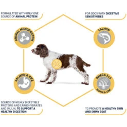 Affinity Advance Sensitive Medium-Maxi Lachs & Reis - Hund -KONG Verkaufsgeschäft affinity advance sensitive medium maxi zalm en rijst hond 177952 0500 none