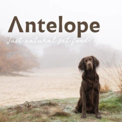 Antelope Fresh Puppy Hundefutter -KONG Verkaufsgeschäft antelope fresh puppy hondenvoer 217766 0500 none
