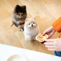 Edgard & Cooper Adult - Huhn & Truthahn - Im Schälchen -KONG Verkaufsgeschäft edgard cooper adult kip kalkoen kuipje 168597 0500 none