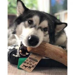 I&I Pet Supplies Kaffeebaum Kauwurzel 10 I&I Pet Supplies Kaffeebaum Kauwurzel -KONG Verkaufsgeschäft ii pet supplies koffieboom kauw wortel 129623 0500 none