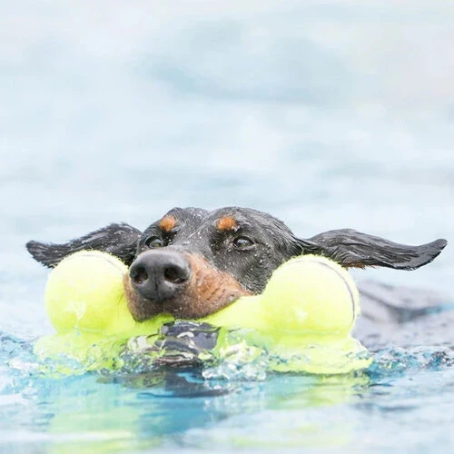 KONG AirDog Squeaker Bone 4 KONG AirDog Squeaker Bone – Bild 2