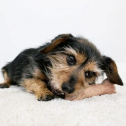 KONG ChewStix Ultra Stick -KONG Verkaufsgeschäft kong chewstix ultra stick 180856 0500 none