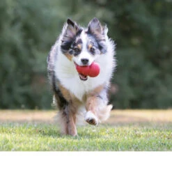 Titelseite -KONG Verkaufsgeschäft kong classic 98645 0500 none