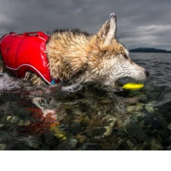 Kurgo Skipping Stones -KONG Verkaufsgeschäft kurgo skipping stones 99608 0500 none