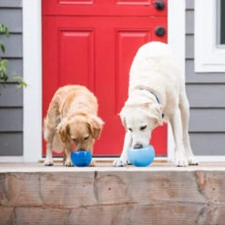 Planet Dog Orbee-Tuff Lil’ Snoop Toy 21 Planet Dog Orbee-Tuff Lil’ Snoop Toy -KONG Verkaufsgeschäft orbee tuff lil snoop toy 203408 0500 none