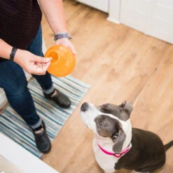 Planet Dog Orbee-Tuff Snoop -KONG Verkaufsgeschäft planet dog orbee tuff snoop oranje 167041 0500 none