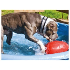 Jolly Egg 13 Jolly Egg -KONG Verkaufsgeschäft product jolly egg none 4 1496839894 86968