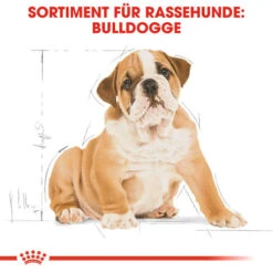 Royal Canin Bulldog Puppy - Hundefutter -KONG Verkaufsgeschäft royal canin bulldog puppy hondenvoer 137812 0500 none