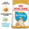 Royal Canin Bulldog Puppy - Hundefutter -KONG Verkaufsgeschäft royal canin bulldog puppy hondenvoer 137848 0500 none