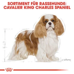 Royal Canin Cavalier King Charles Adult - Hundefutter -KONG Verkaufsgeschäft royal canin cavalier king charles adult hondenvoer 137857 0500 none