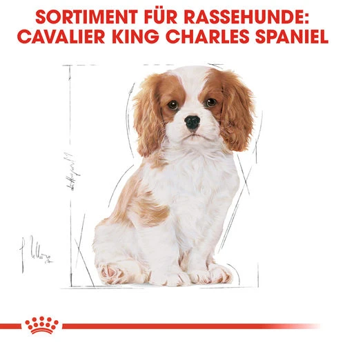 Royal Canin Cavalier King Charles Puppy - Hundefutter 7 Royal Canin Cavalier King Charles Puppy - Hundefutter – Bild 5
