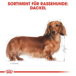 Royal Canin Dachshund Adult - Hundefutter 12 Royal Canin Dachshund Adult - Hundefutter -KONG Verkaufsgeschäft royal canin dachshund adult hondenvoer 138259 0500 none
