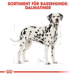 Royal Canin Dalmatian Adult - Hundefutter 12 Royal Canin Dalmatian Adult - Hundefutter -KONG Verkaufsgeschäft royal canin dalmatian adult hondenvoer 138499 0500 none
