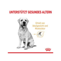 Royal Canin Labrador Retriever Adult 5+ -KONG Verkaufsgeschäft royal canin labrador retriever adult 5 165145 0500 none