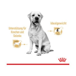 Royal Canin Labrador Retriever Adult Wet -KONG Verkaufsgeschäft royal canin labrador retriever adult wet 165787 0500 none