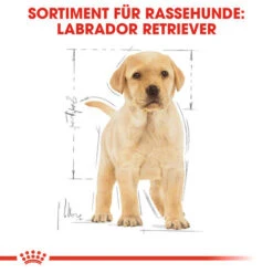 Royal Canin Labrador Retriever Puppy - Hundefutter 13 Royal Canin Labrador Retriever Puppy - Hundefutter -KONG Verkaufsgeschäft royal canin labrador retriever puppy hondenvoer 139438 0500 none