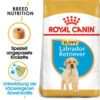 Royal Canin Labrador Retriever Puppy - Hundefutter 2 Royal Canin Labrador Retriever Puppy - Hundefutter -KONG Verkaufsgeschäft royal canin labrador retriever puppy hondenvoer 140618 0500 none