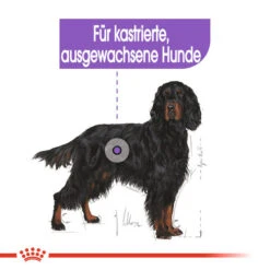 Royal Canin Maxi Sterilised - Hundefutter 13 Royal Canin Maxi Sterilised - Hundefutter -KONG Verkaufsgeschäft royal canin maxi sterilised hondenvoer 132662 0500 none