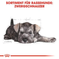 Royal Canin Mini Schnauzer Puppy - Hundefutter 11 Royal Canin Mini Schnauzer Puppy - Hundefutter -KONG Verkaufsgeschäft royal canin mini schnauzer puppy hondenvoer 140182 0500 none