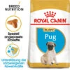 Royal Canin Pug Puppy - Hundefutter 2 Royal Canin Pug Puppy - Hundefutter -KONG Verkaufsgeschäft royal canin pug puppy hondenvoer 139921 0500 none