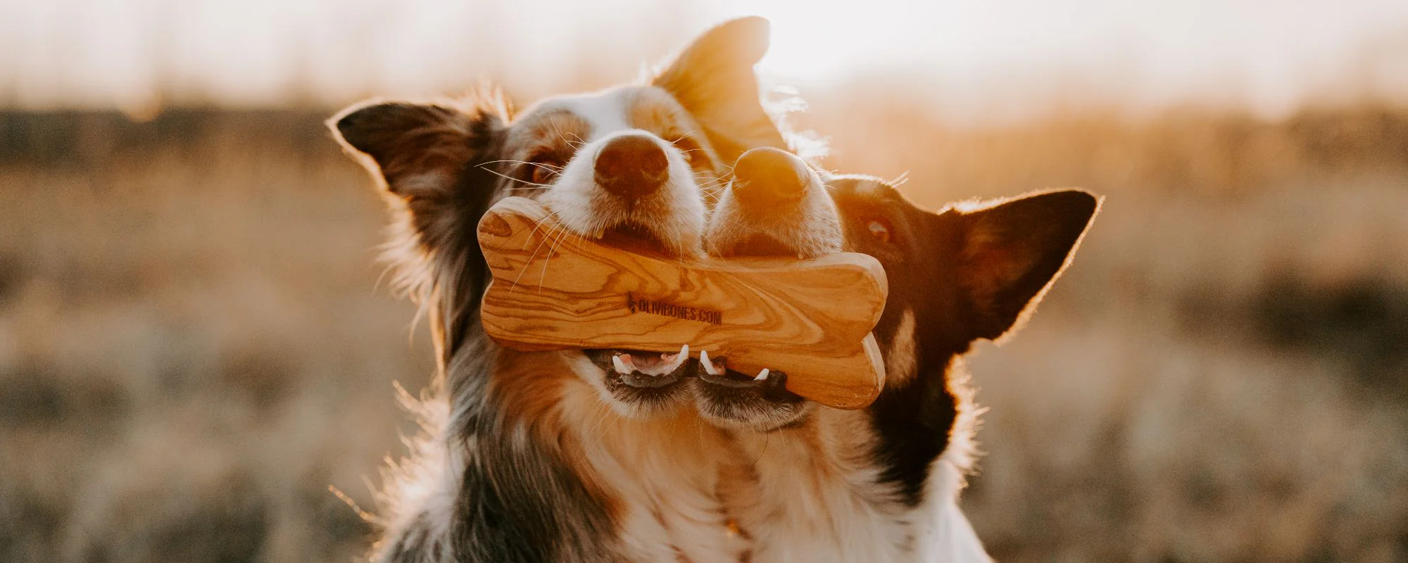 Titelseite -KONG Verkaufsgeschäft beschaeftigungsspielzeug fuer hunde pawsome hundespielzeug